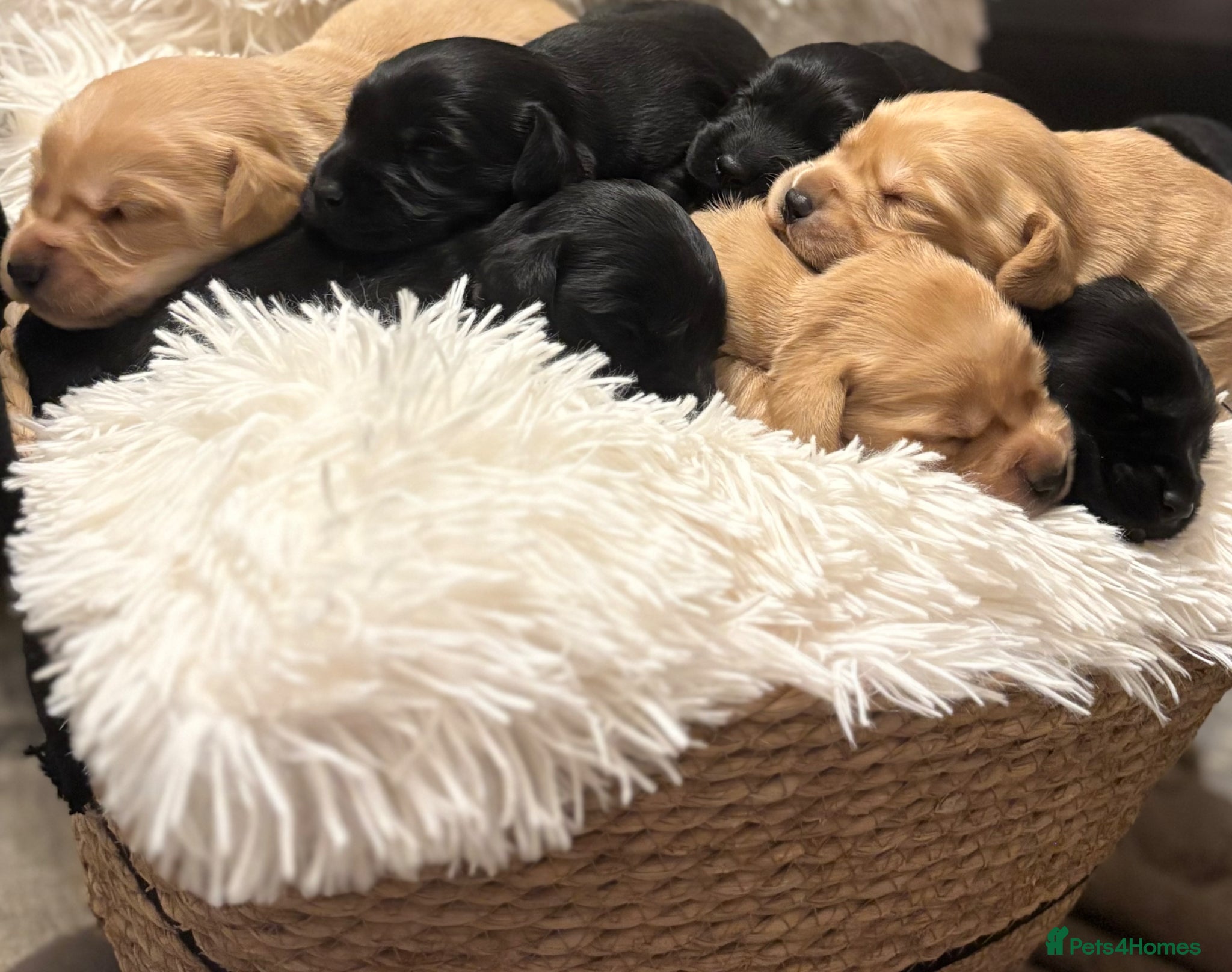Cockerdor dogs Cockedor Puppies - Advert 9