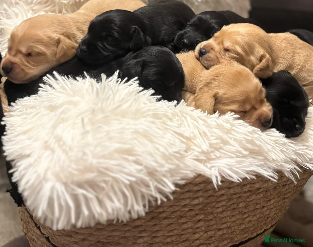 Cockerdor dogs for sale: Cockedor Puppies - Advert 1