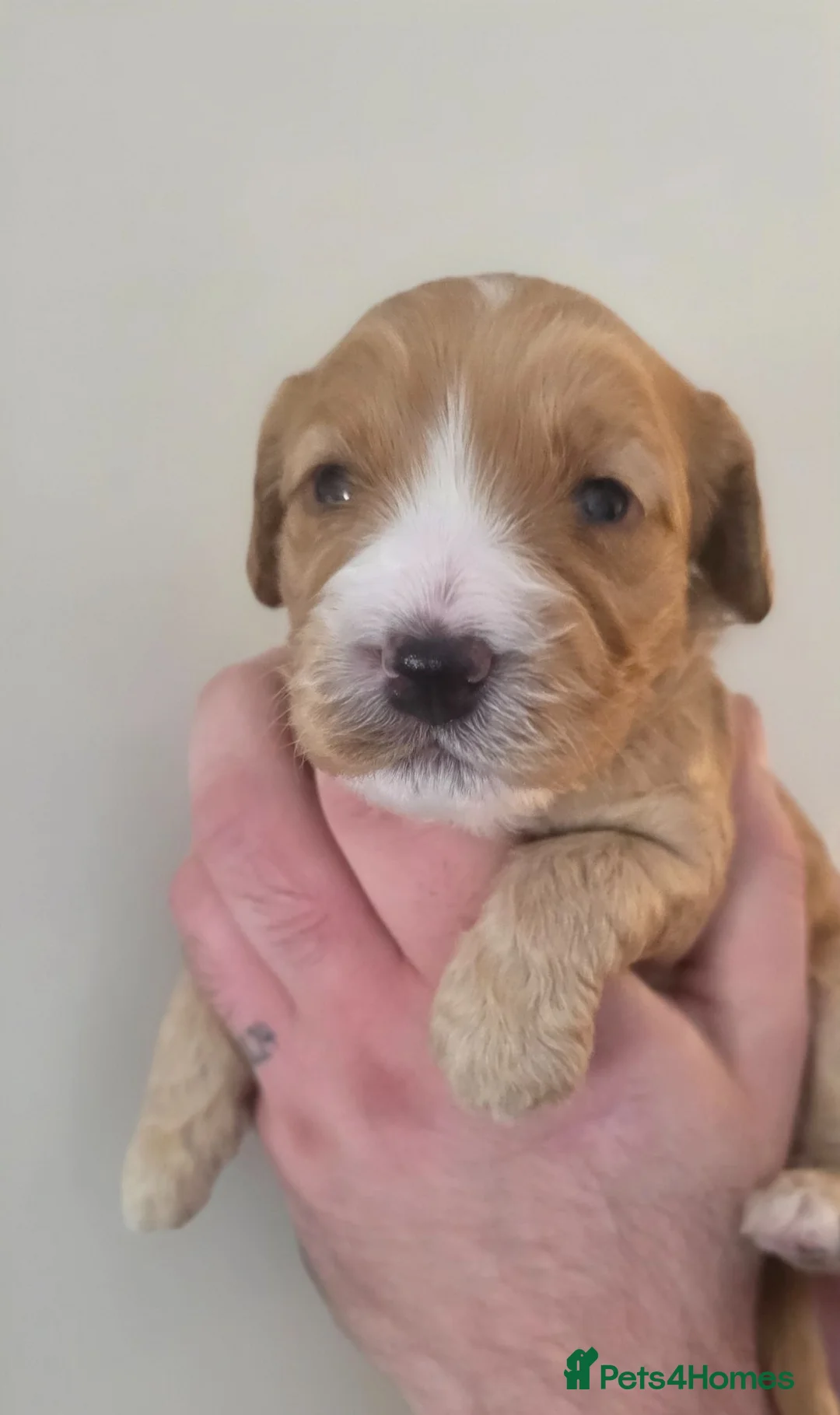 Cockapoo dogs for sale: Beautiful DNA clear Showtype F1 Cockerpoo's  - Advert 2