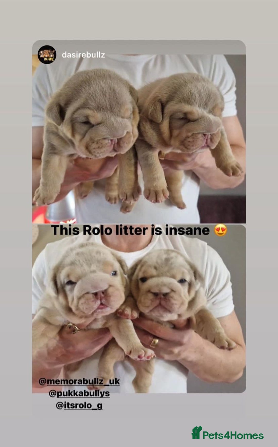 English Bulldog dogs for stud: Chocolate Merle stud English bulldog - Advert 6