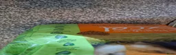 Guinea Pig rodents for sale: 2 guinea pigs  in Kilmacolm - Advert 10