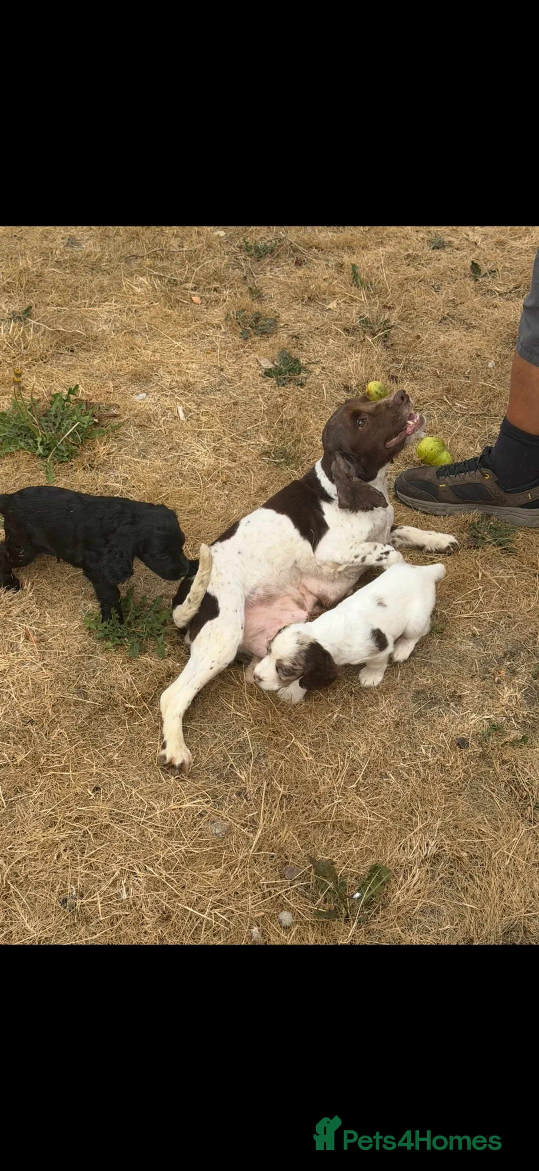 Cocker Spaniel dogs for sale: Cocker spaniel puppies - Advert 13