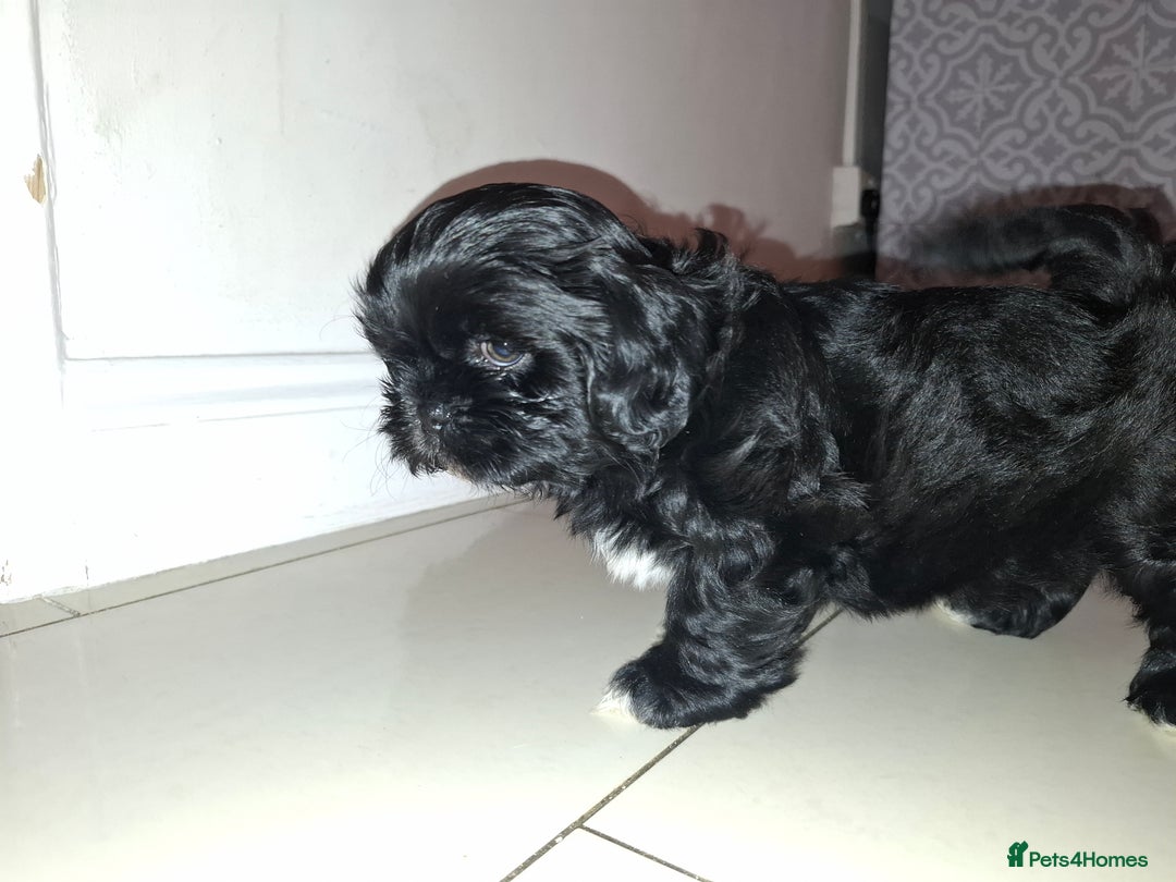 Shih Tzu dogs for sale: 2 boy shih tzu for sale  - Advert 6