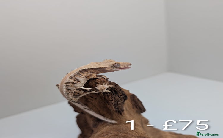 Gecko reptiles for sale - Advert 4