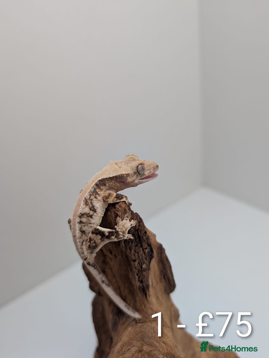 Gecko reptiles for sale: Beautiful baby crested geckos! - Image 1