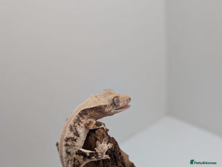 Gecko reptiles - Advert 7