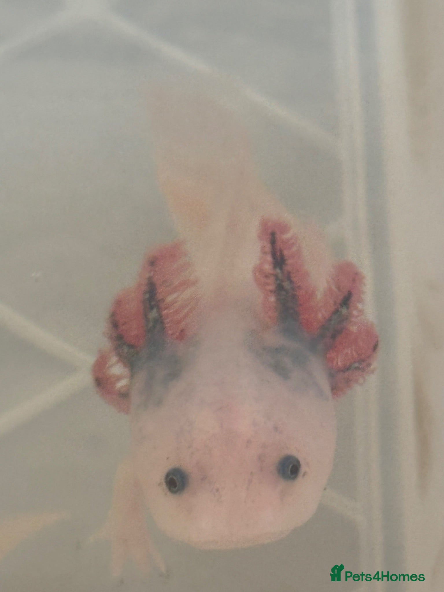 Axolotl reptiles Beautiful Axelotl  - Advert 6