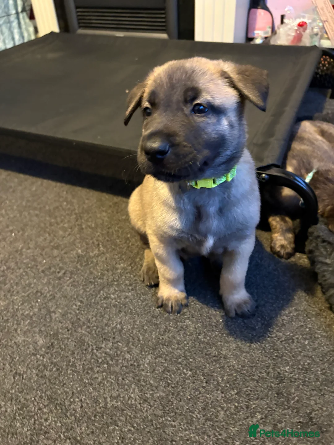 Mixed Breed dogs for sale: Belgium Malinois x Dutch Herder Puppies - Advert 19