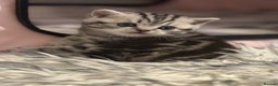Scottish Fold cats for sale: 🐾 Adorable Scottish Straight kittens  - Advert 11