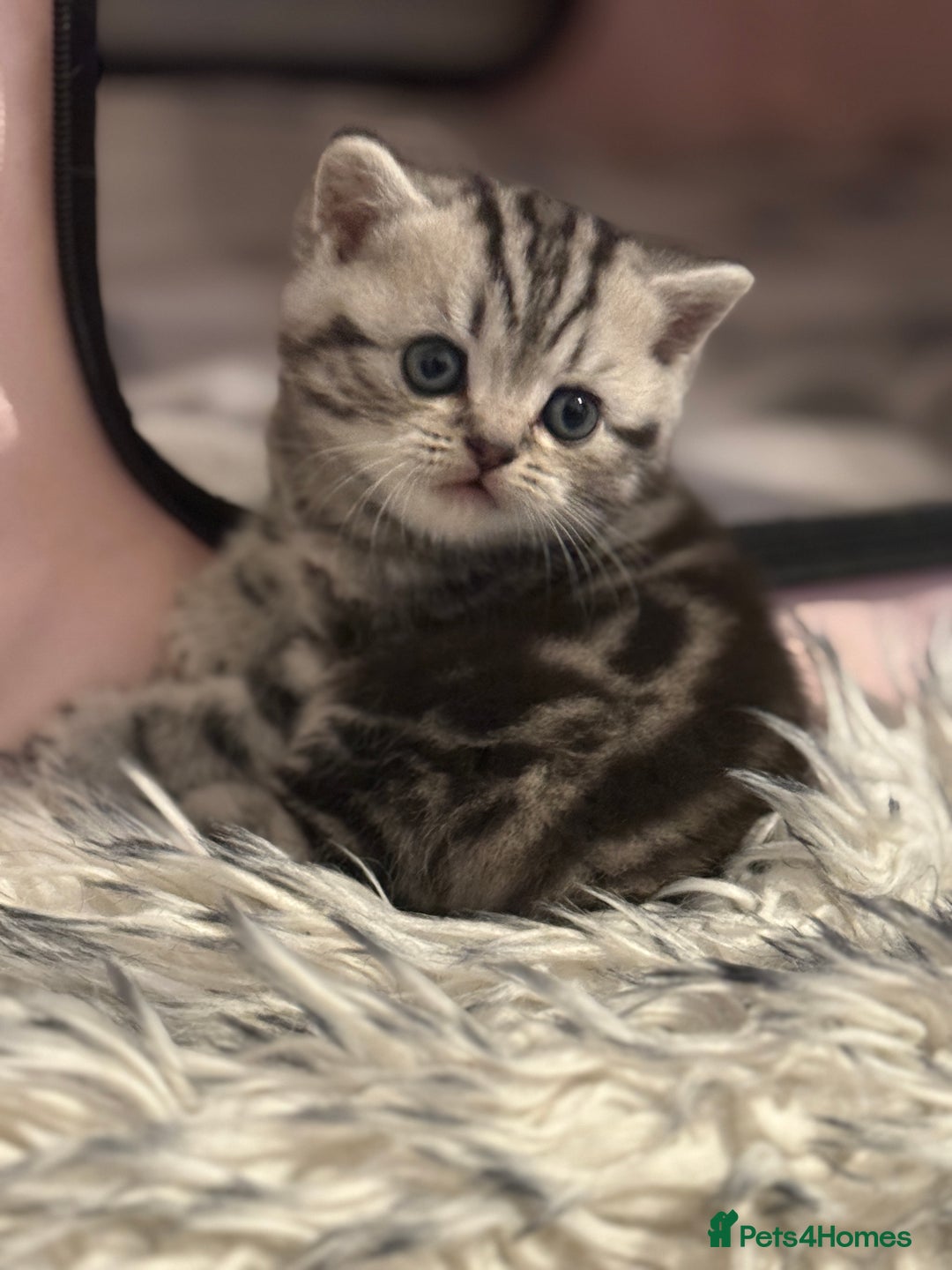 Scottish Fold cats for sale: 🐾 Adorable Scottish Straight kittens  - Image 5