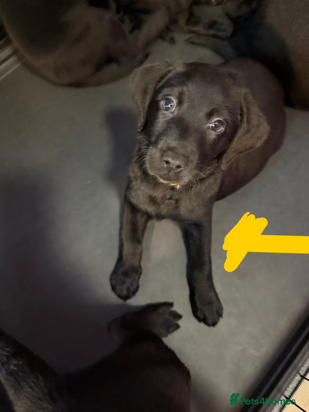 Labrador Retriever dogs for sale: Stunning litter of pure bred black Labrador pups  - Advert 37