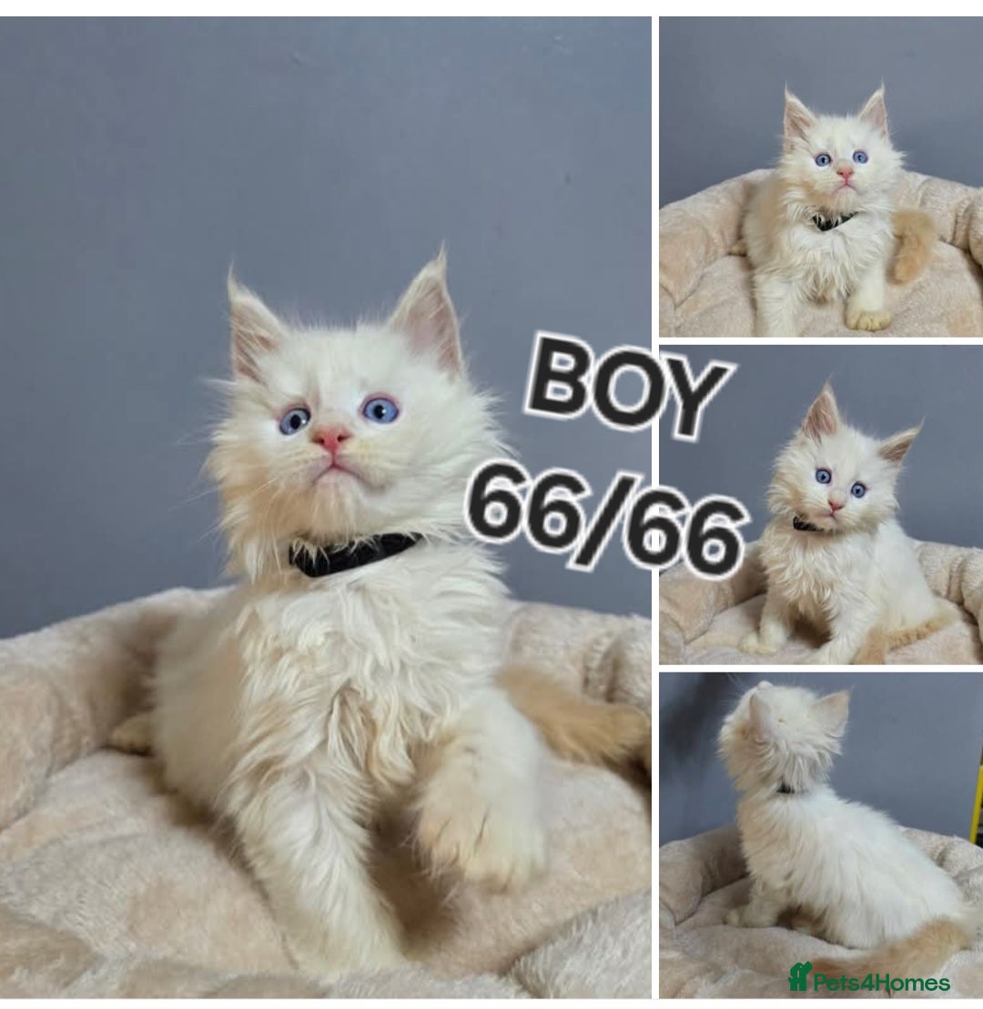 Maine Coon cats for sale: Polydactyl Kittens Maine Coon TICA - Advert 11