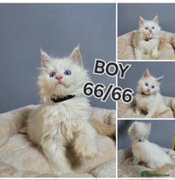 Maine Coon cats Polydactyl Kittens Maine Coon TICA - Advert 4