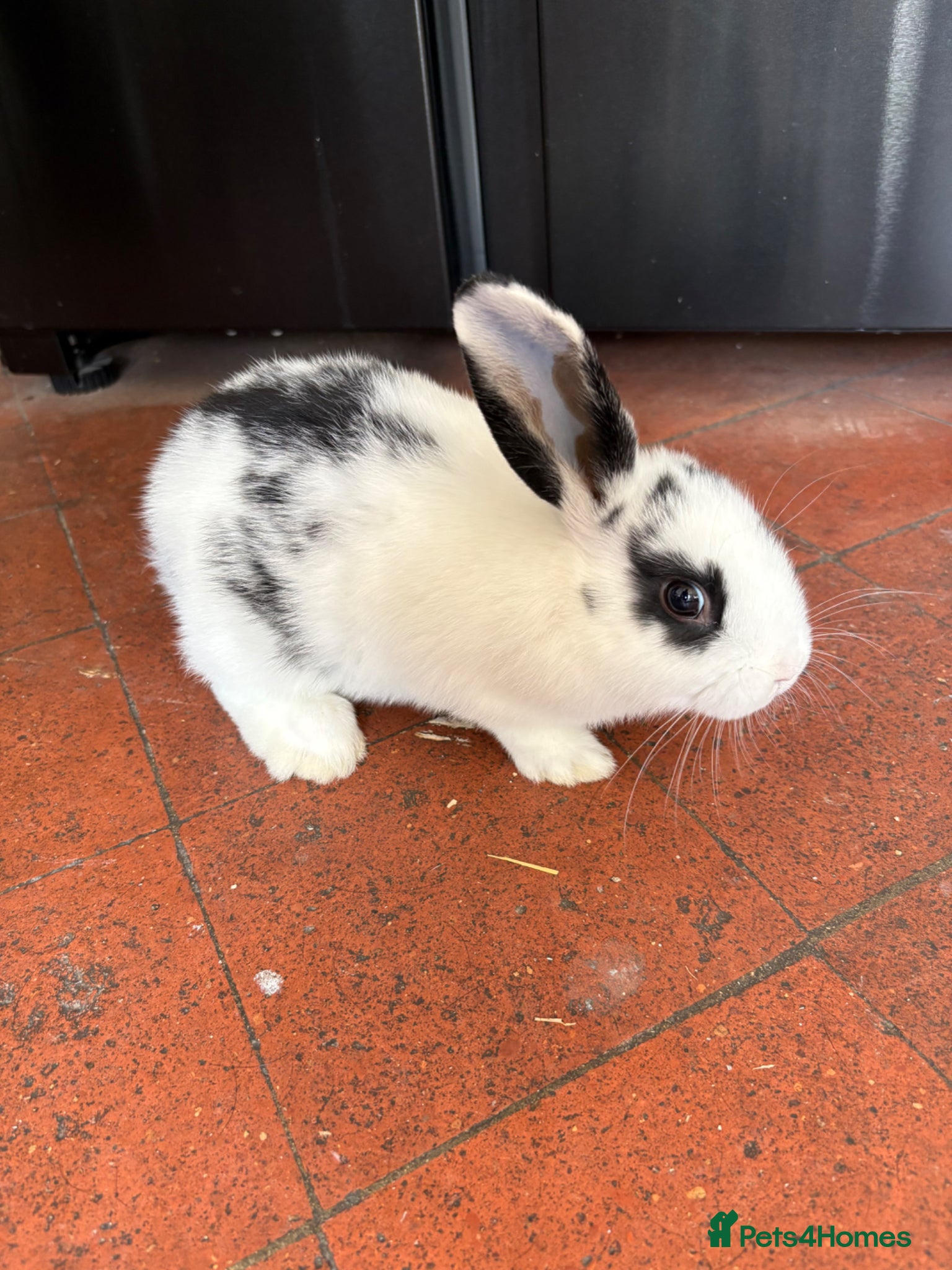Mixed Breed rabbits Female dappled rabbit - Advert 8