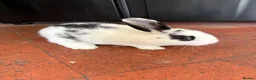 Mixed Breed rabbits for sale: Female dappled rabbit in Stamford - Advert 1