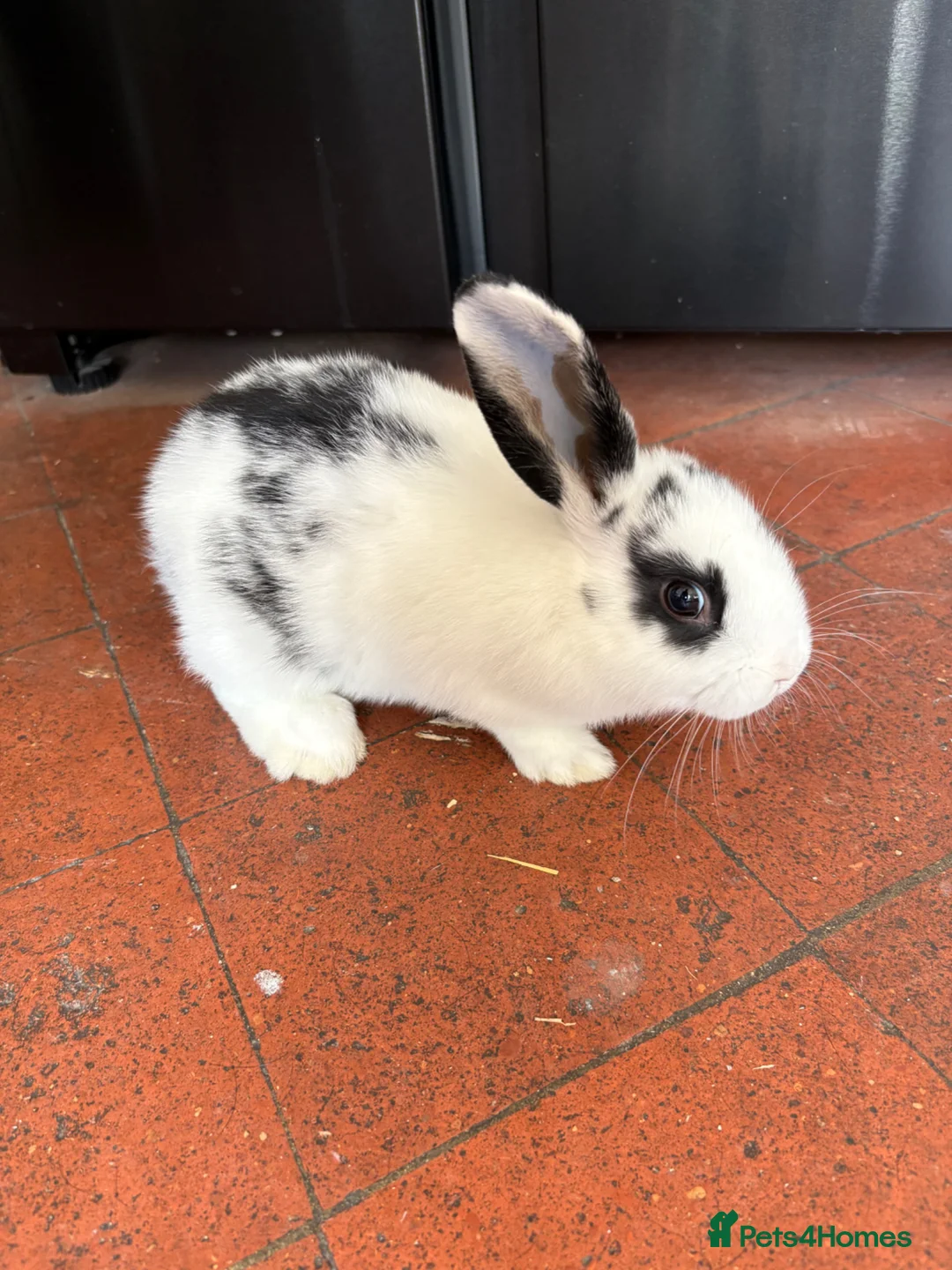 Mixed Breed rabbits for sale: Female dappled rabbit in Stamford - Advert 1
