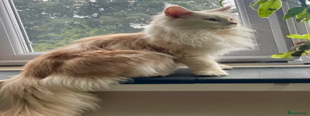 Calypso