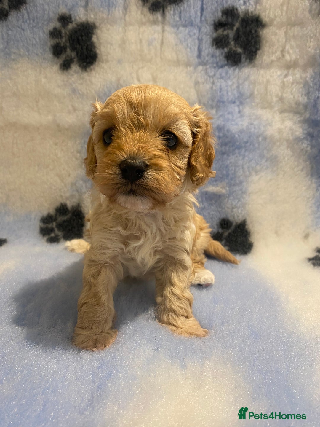 Cavapoo dogs for sale: 5 apricot cavapoo puppies - Advert 3