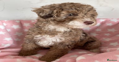 Cockapoo dogs - Advert 16