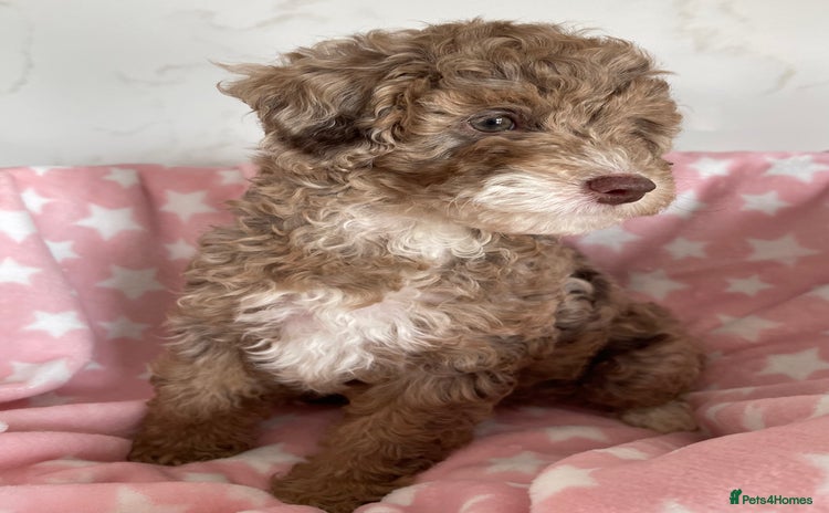 Cockapoo dogs - Advert 15