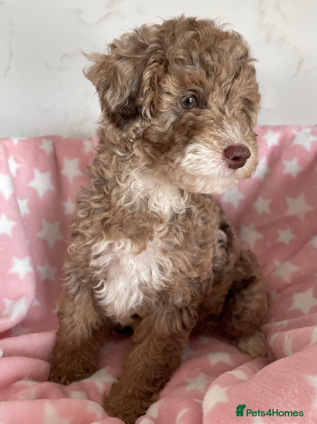 Cockapoo dogs for sale: Unique & stunning full DNA tested Cockapoo puppies - Image 1