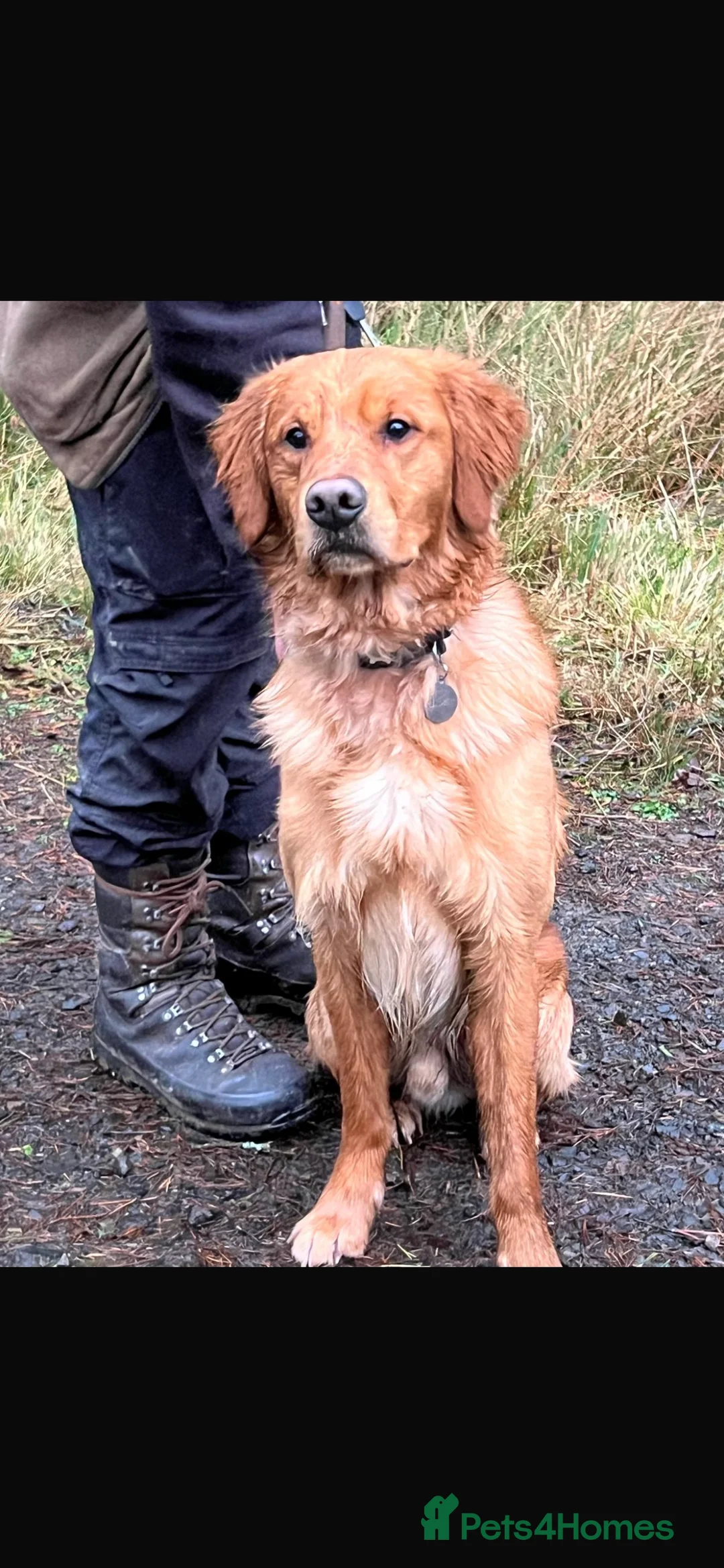 Golden Retriever dogs for sale: Beautiful Trained Golden Retriever  - Advert 2