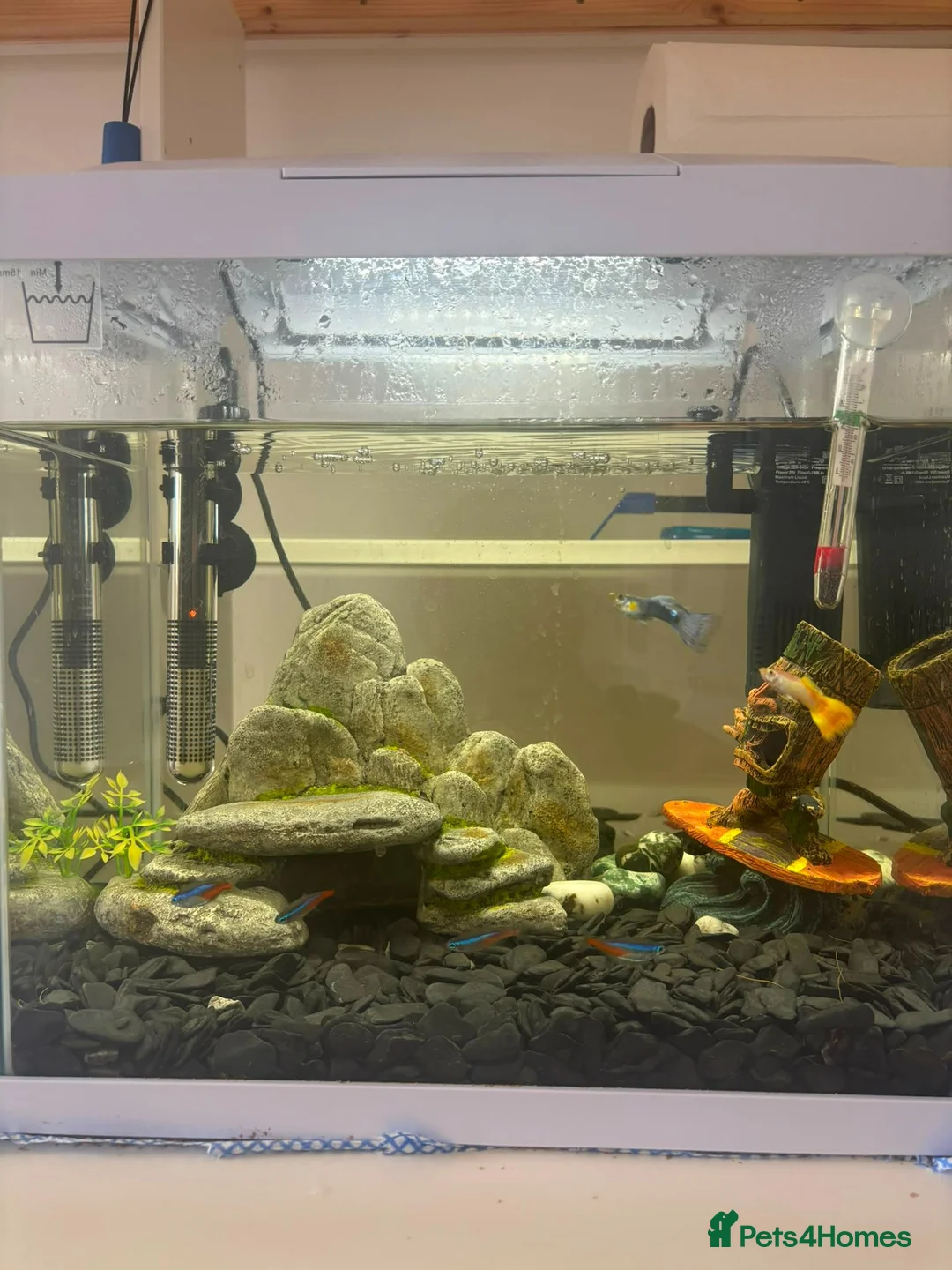 Tetras fish for sale: Beautiful Aquarium with Guppies & Tetras - Advert 2