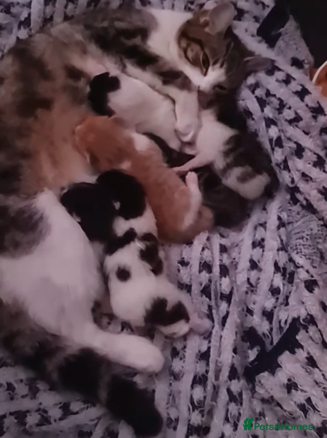 Mixed Breed cats Cute adorable kittens looking for forever homes  - Advert 3