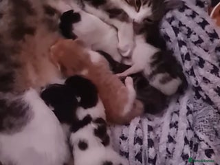 Mixed Breed cats Cute adorable kittens looking for forever homes - Advert 1