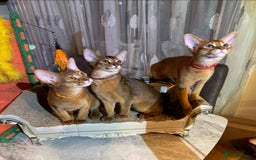 Abyssinian cats for sale: Abyssinian kittens looking for their new home - Image 27