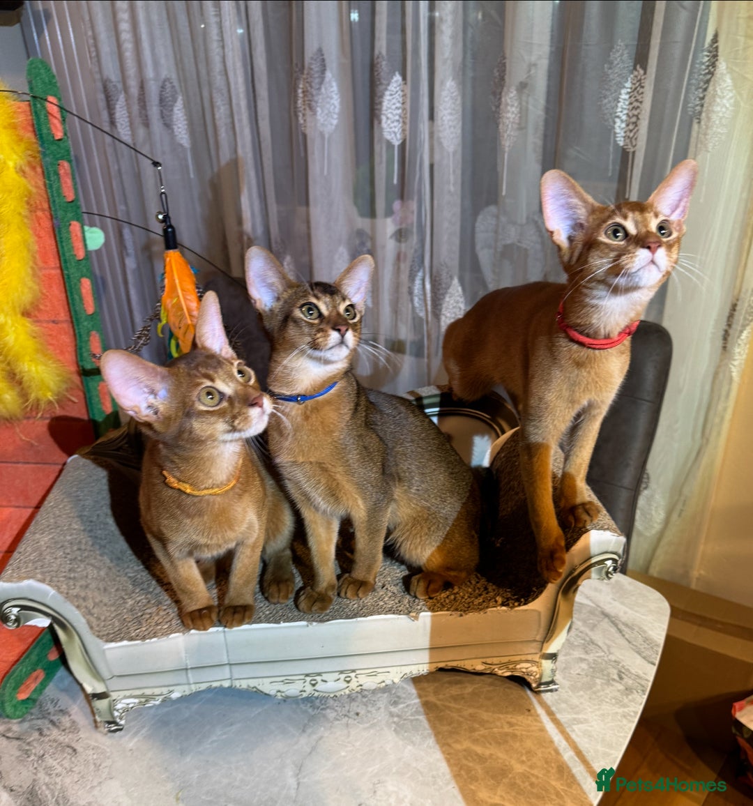 Abyssinian cats for sale: Abyssinian kittens looking for their new home - Image 27