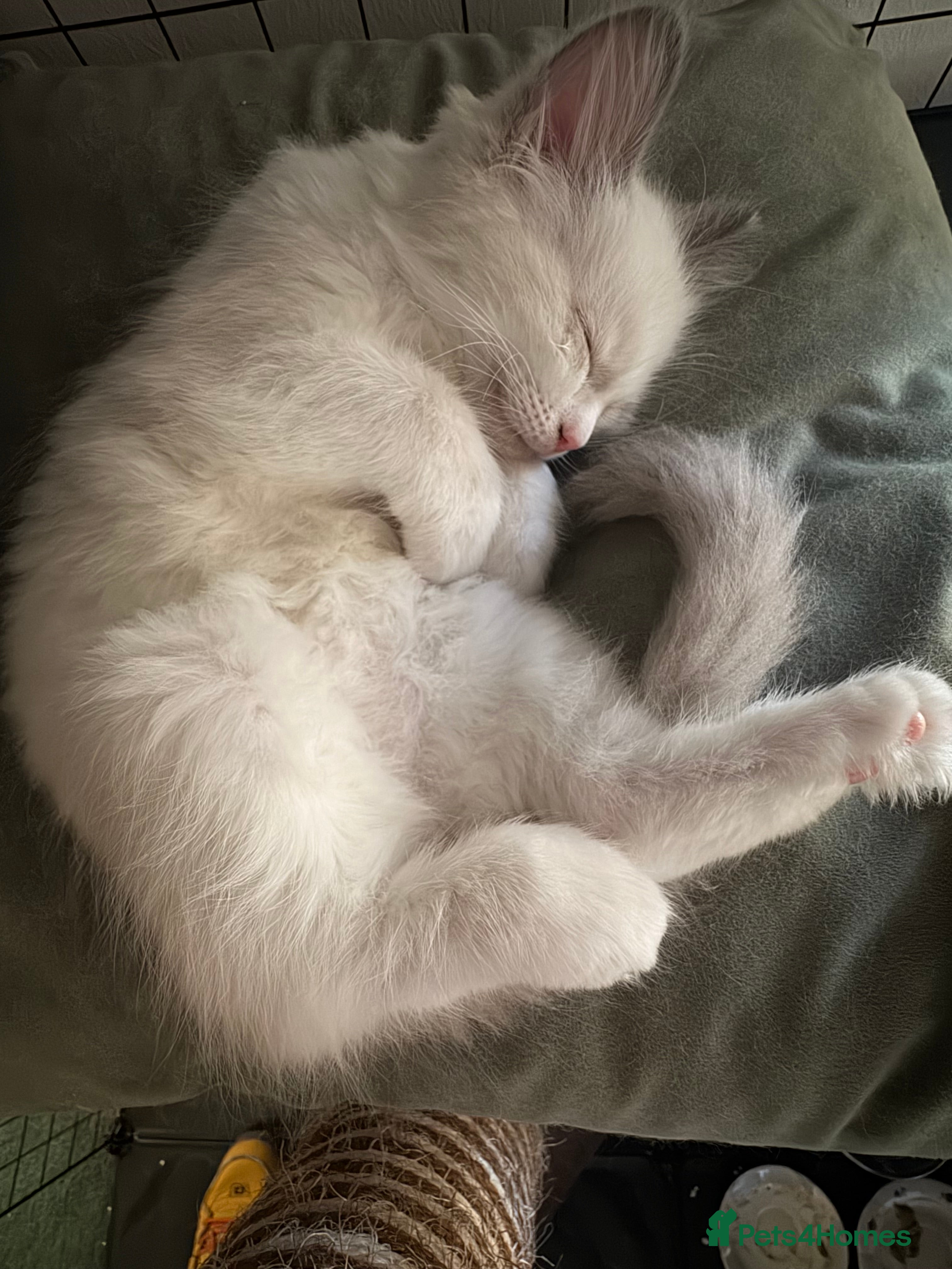 Ragdoll cats Gorgeous Pedigree Ragdoll Kittens  - Advert 2