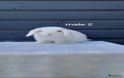 Mini Lop rabbits for sale: Gorgeous mini lop rabbits ready now  - Image 7