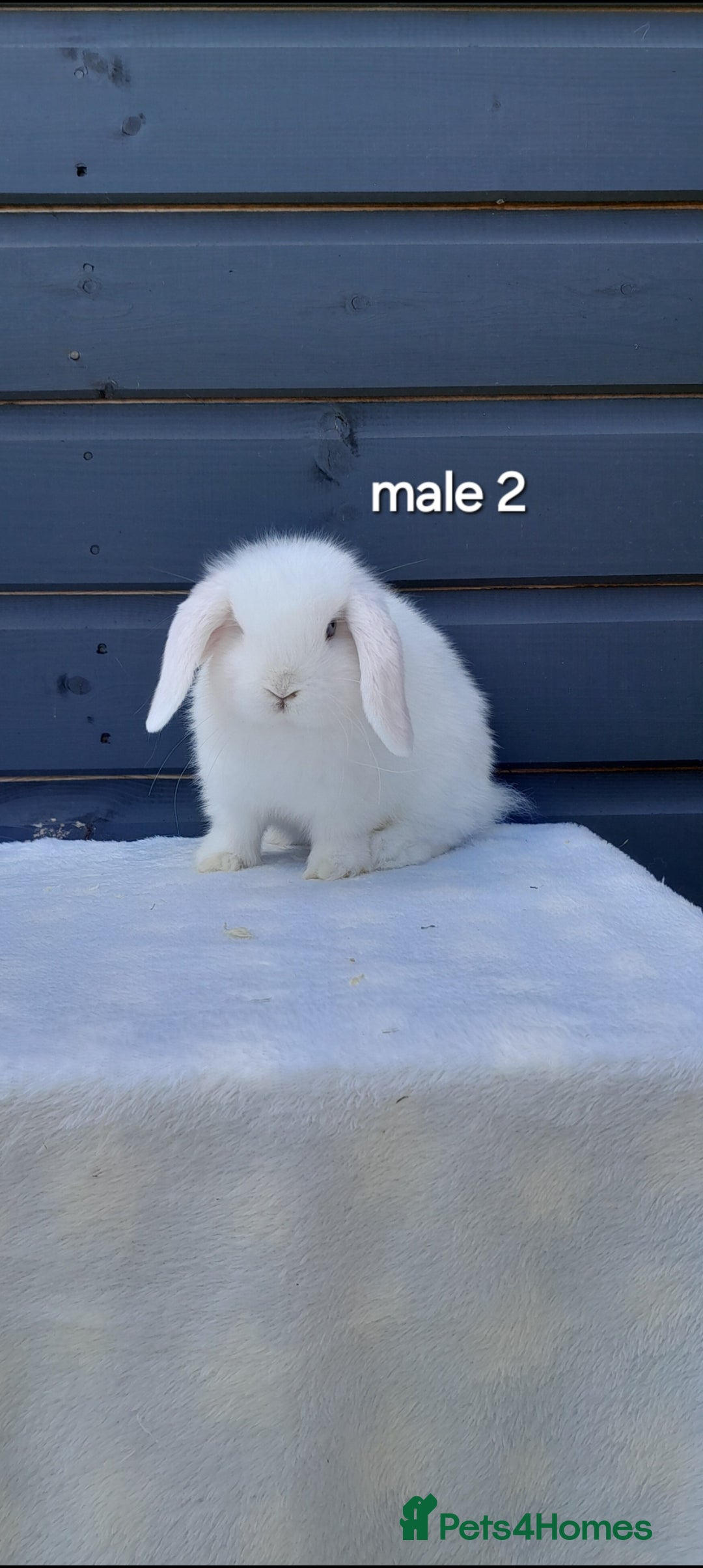 Mini Lop rabbits for sale: Gorgeous mini lop rabbits ready now  - Image 7