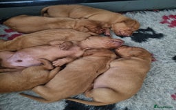 Hungarian Vizsla dogs for sale: Stunning KC Hungarian Vizsla Puppies  - Image 6
