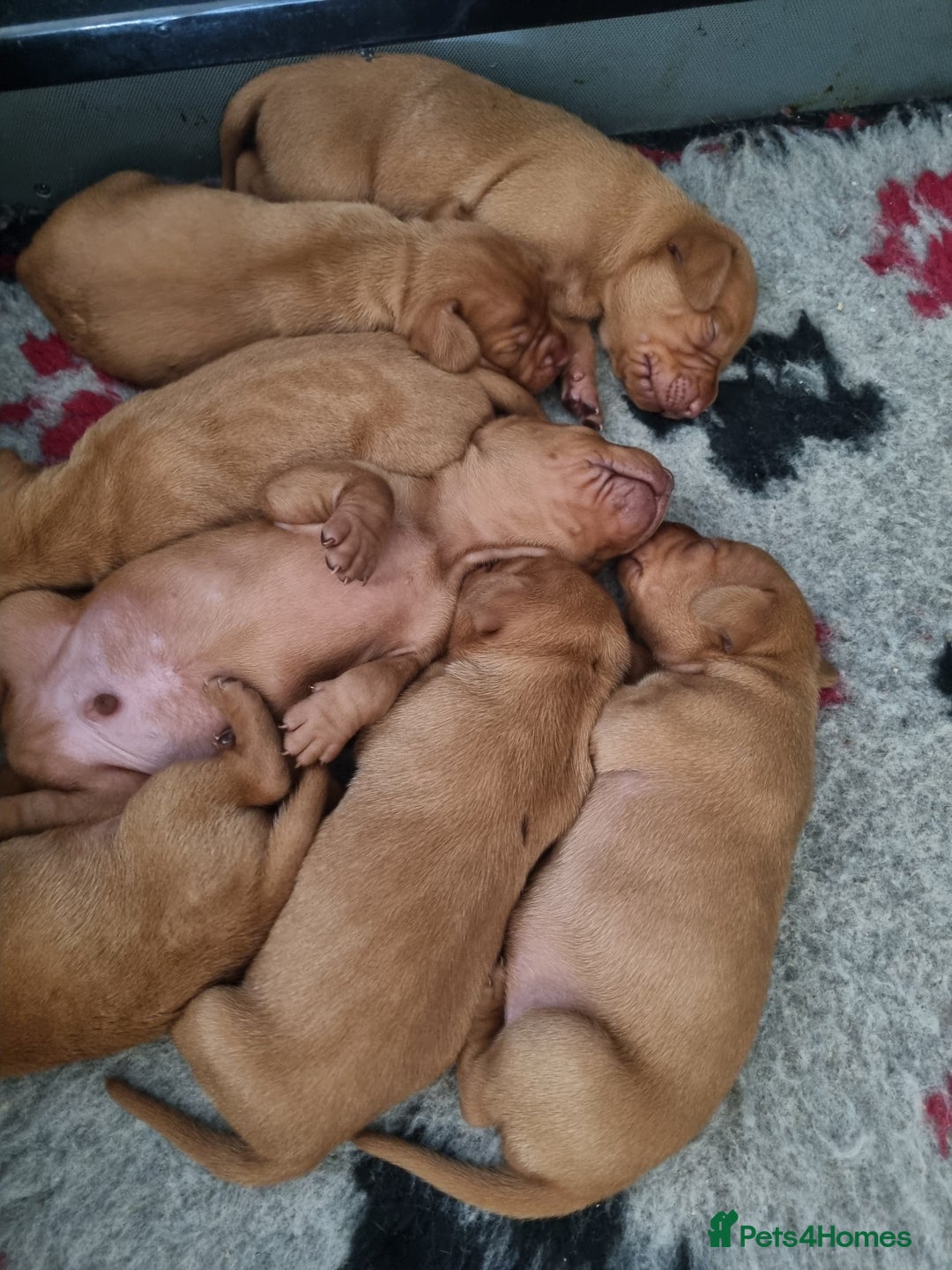 Hungarian Vizsla dogs for sale: Stunning KC Hungarian Vizsla Puppies  - Image 6