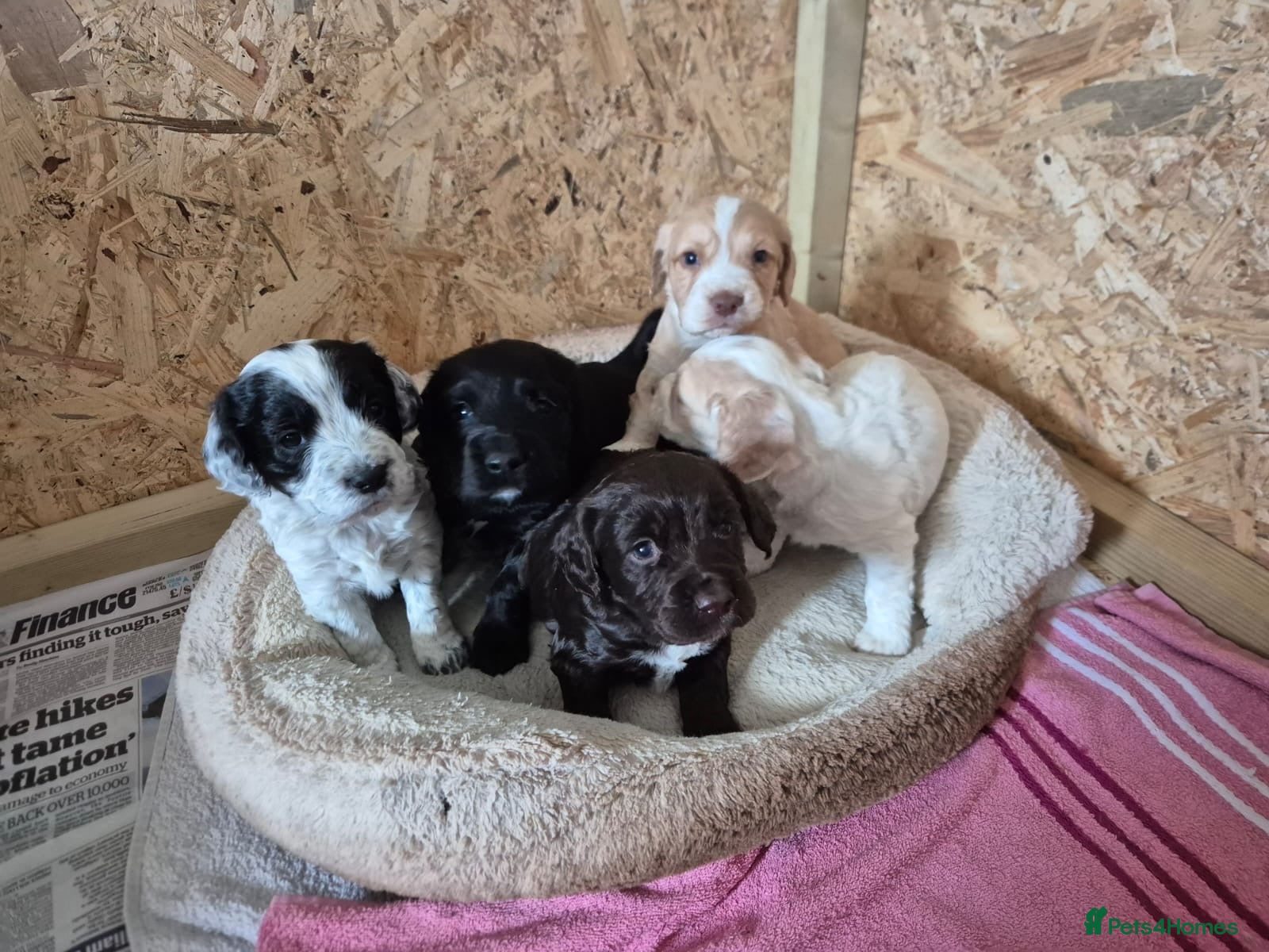 Sprocker dogs Sprocker pups - Advert 8