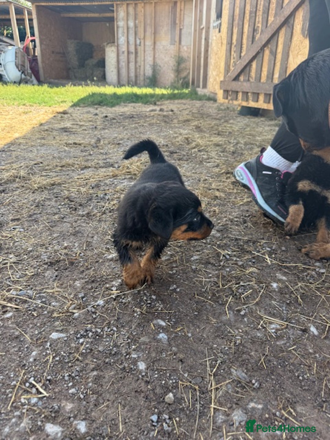 Rottweiler dogs for sale: beautiful pedigree rottweilers  - Image 23