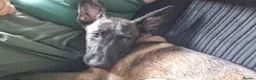Belgian Shepherd Dog dogs for sale: Raven Belgian Malinois  - Advert 6