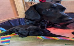 Springador dogs for sale: Springador puppies  - Image 10