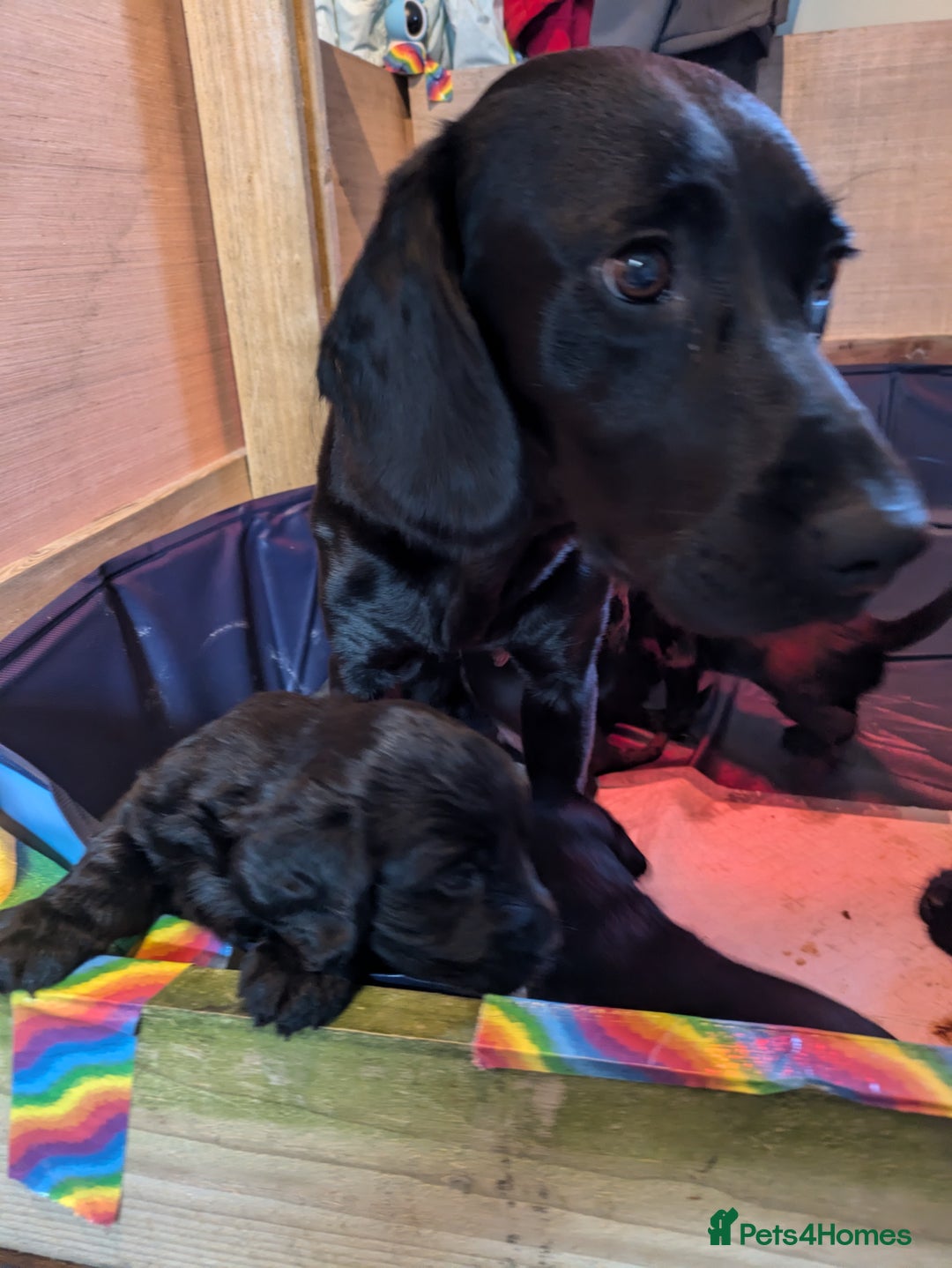 Springador dogs for sale: Springador puppies  - Image 10