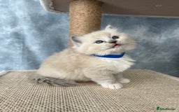 Ragdoll cats for sale: Unique patterned fluffy Ragdoll kittens - Image 20