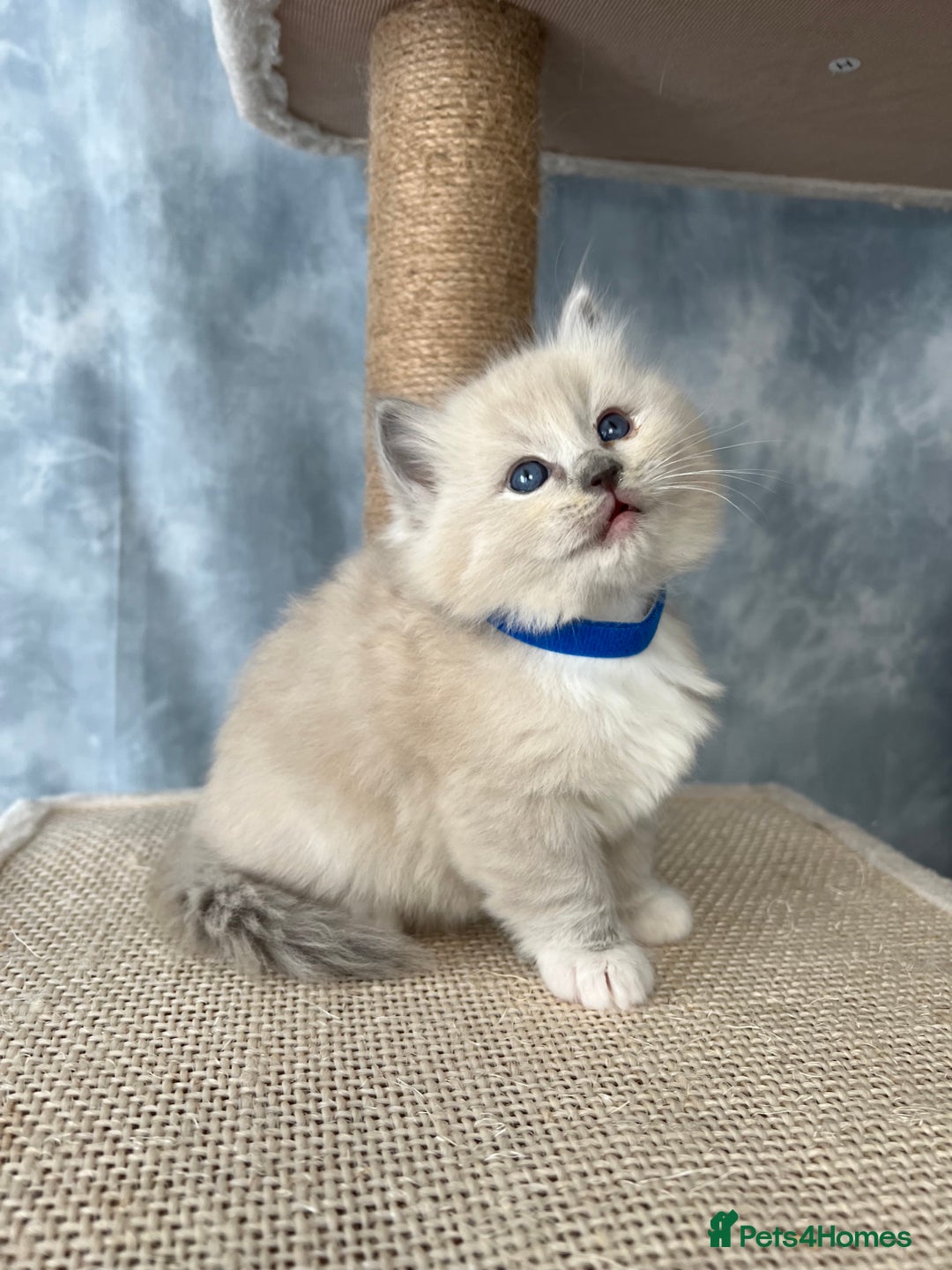 Ragdoll cats for sale: Unique patterned fluffy Ragdoll kittens - Image 20