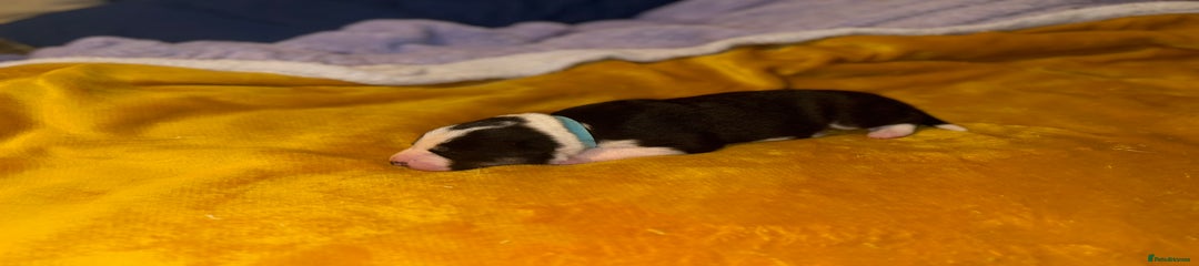 Border Collie Puppy 2 blue
