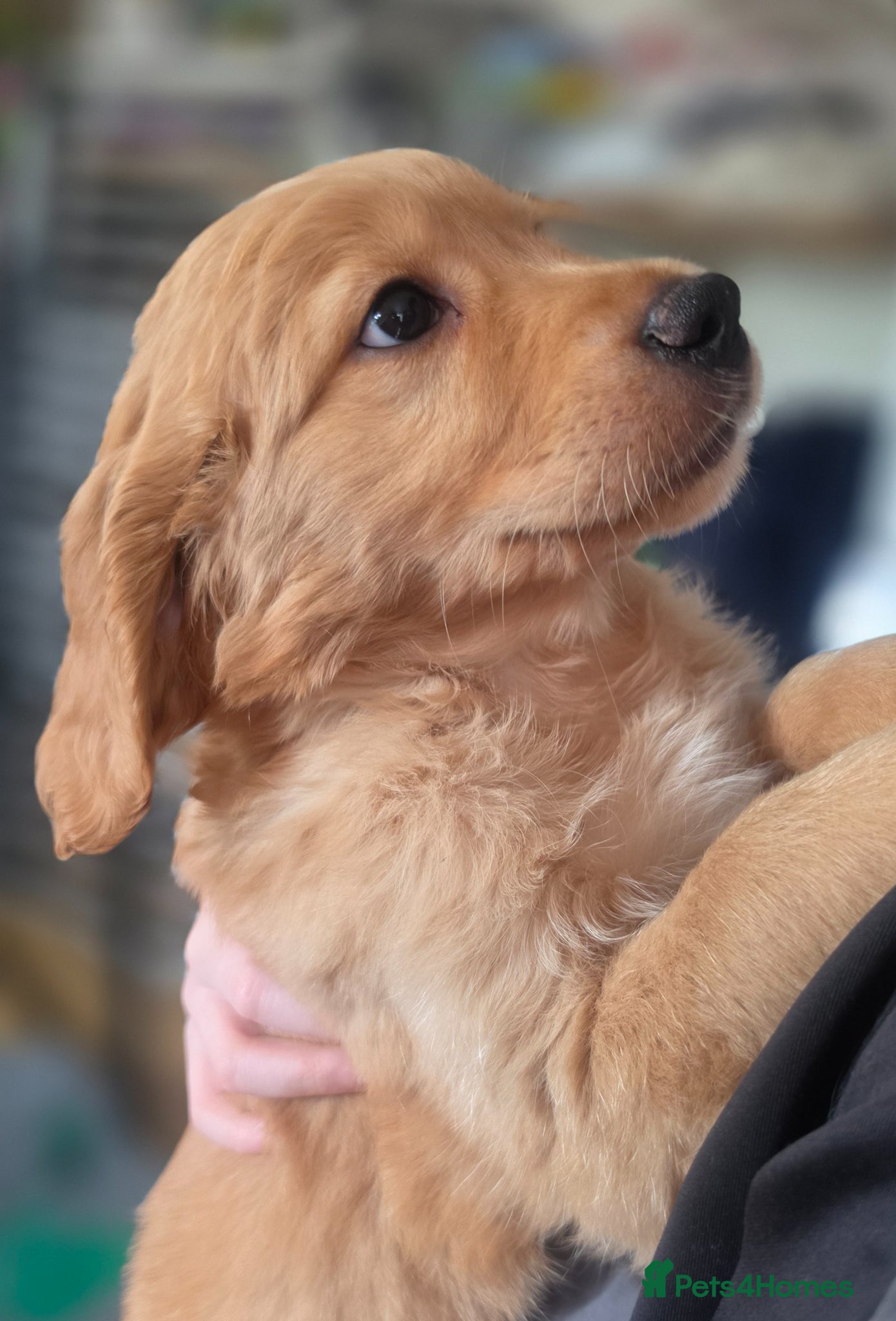 Golden Retriever dogs Selective litter from health tested parents - Advert 1