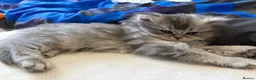 Persian cats for sale: Persians (1 girl left) - Advert 5