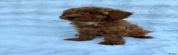 Toy Poodle dogs for sale: Red Toy Poodle MALES - Advert 13
