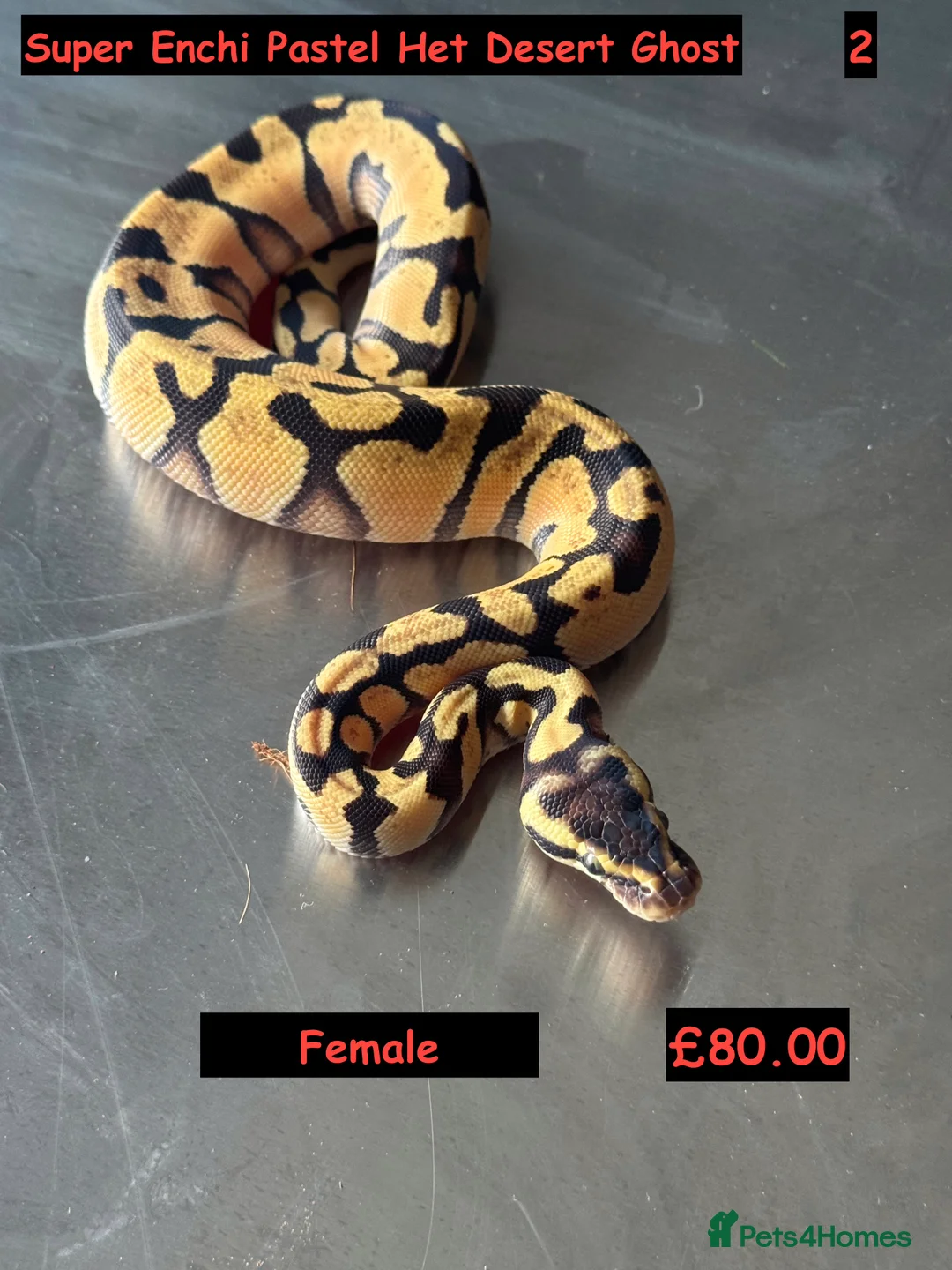 Python Snake reptiles for sale: Super Enchi Fire 100% Het Desert Ghost - Advert 2