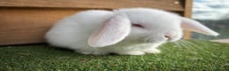 Mini Lop rabbits for sale: Litter of pure mini lop babies - Advert 6