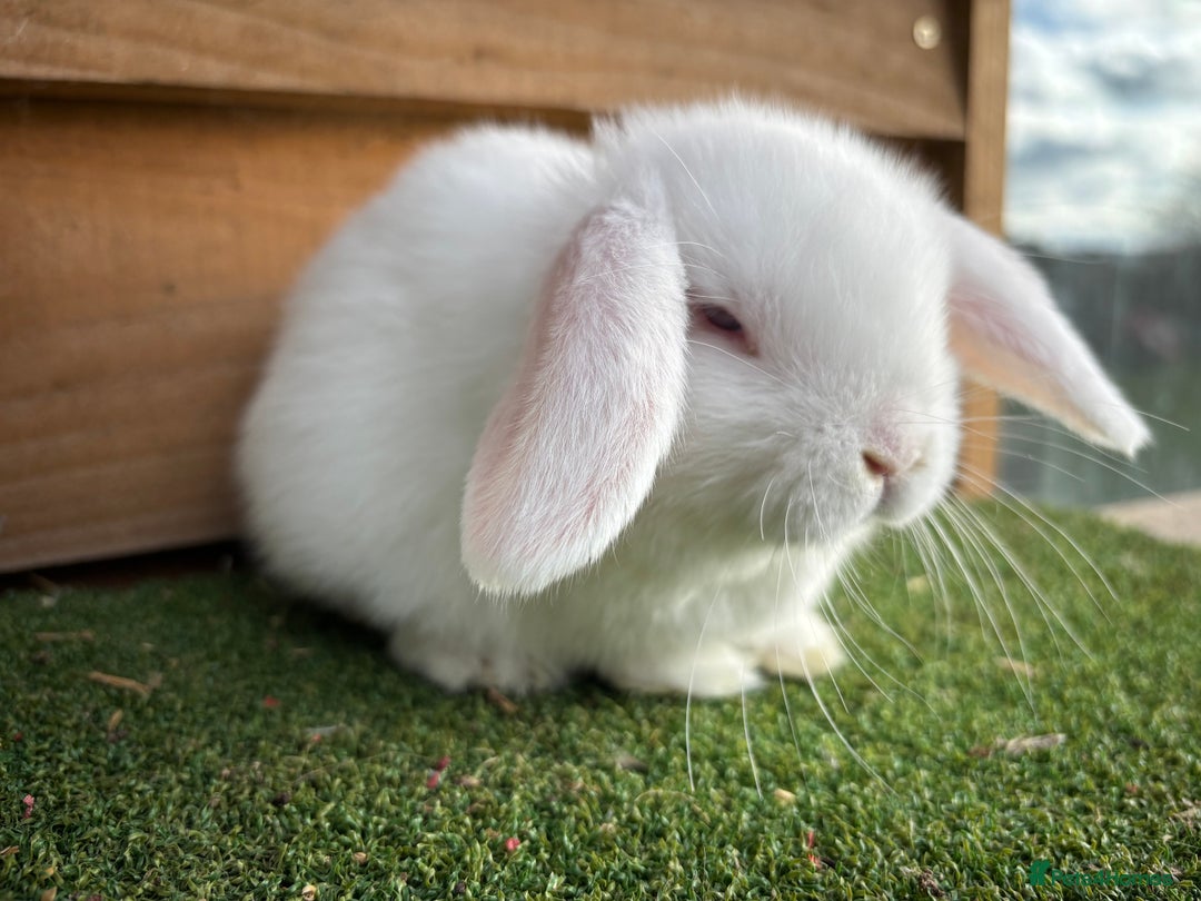 Mini Lop rabbits for sale: Litter of pure mini lop babies - Advert 6